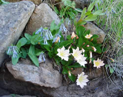 Tweedy's lewisia growing with small bluebells.